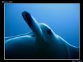   MMmmmm Maldives Mantas Many  